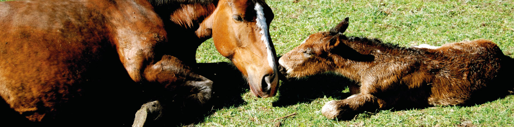 imatge on mostra una cria de cavall de poltrand